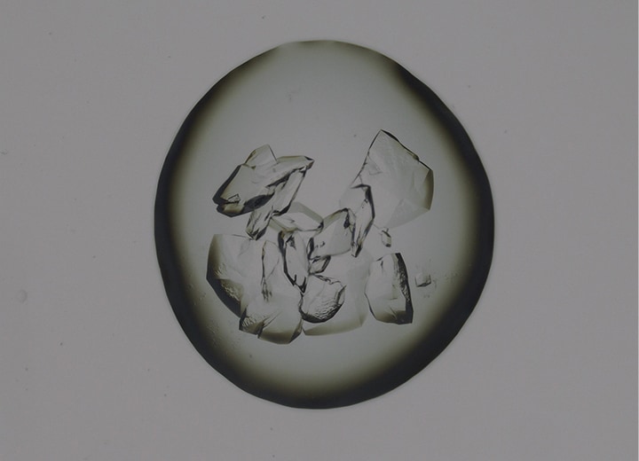 透过照明(50×)